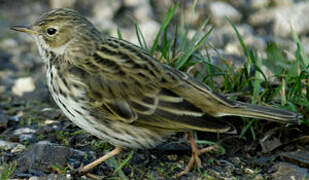 Pipit farlouse