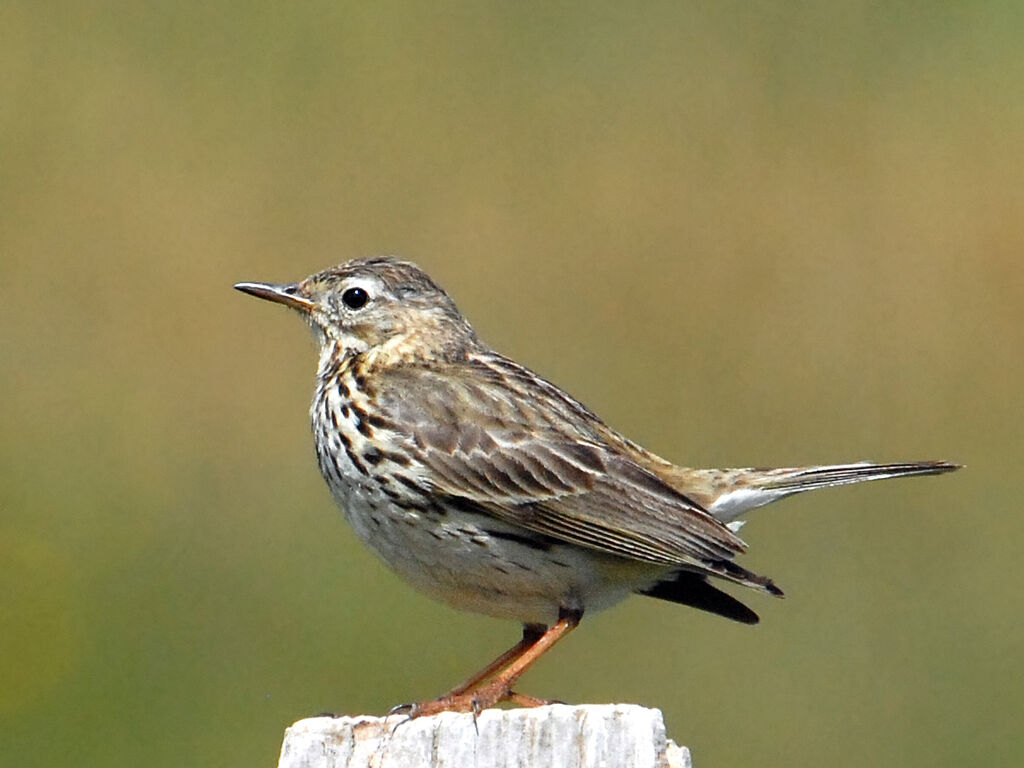 Meadow Pipit, identification