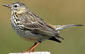 Pipit farlouse