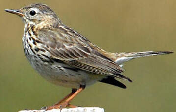 Pipit farlouse