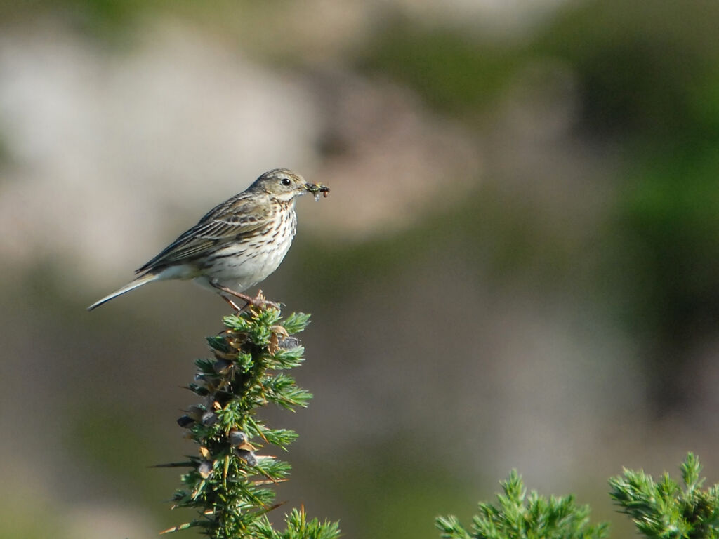 Pipit farlouse, identification