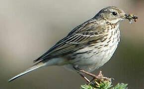 Meadow Pipit