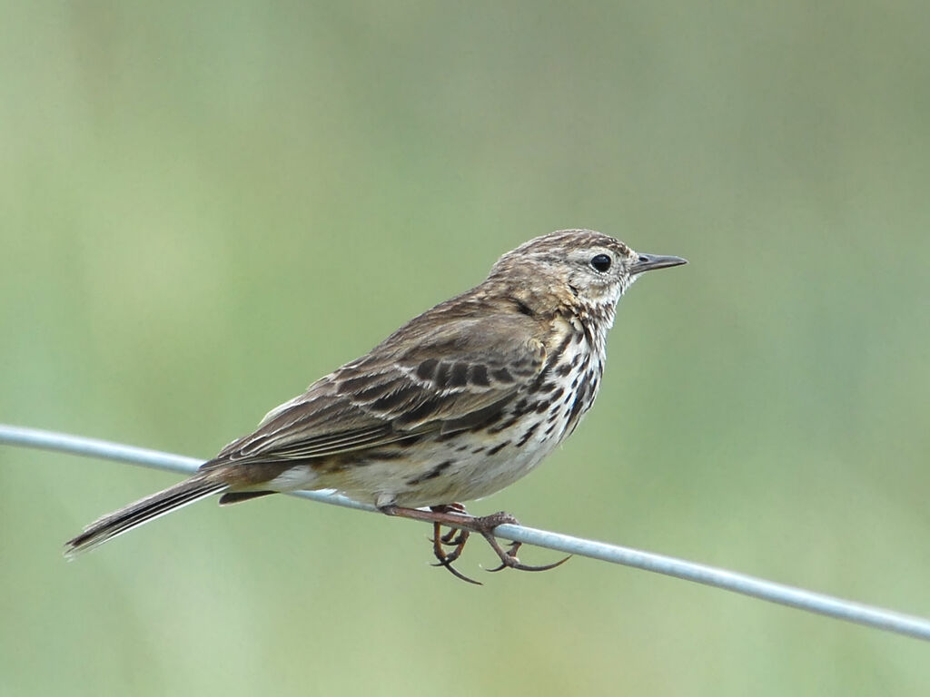 Pipit farlouse