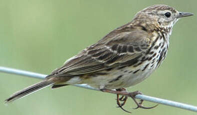 Pipit farlouse