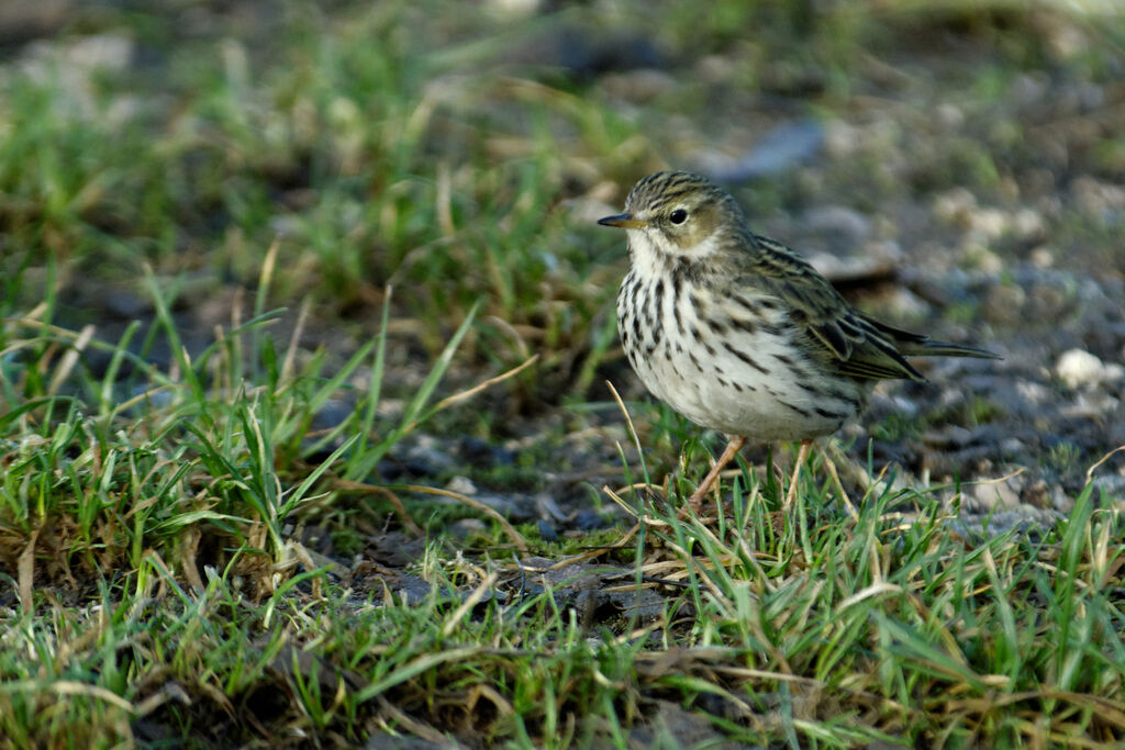 Pipit farlouse, identification