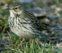 Pipit farlouse