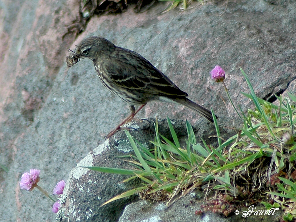 Pipit maritimeadulte