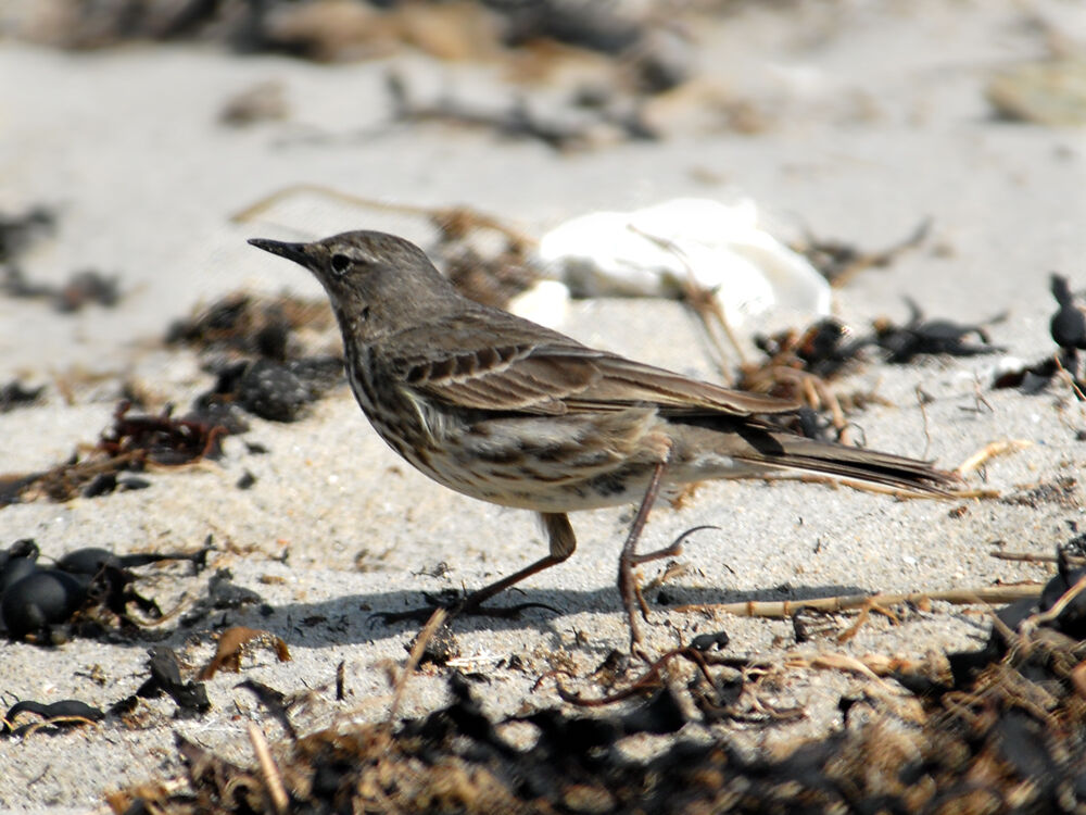 Eurasian Rock Pipit