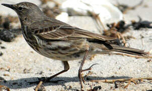 European Rock Pipit