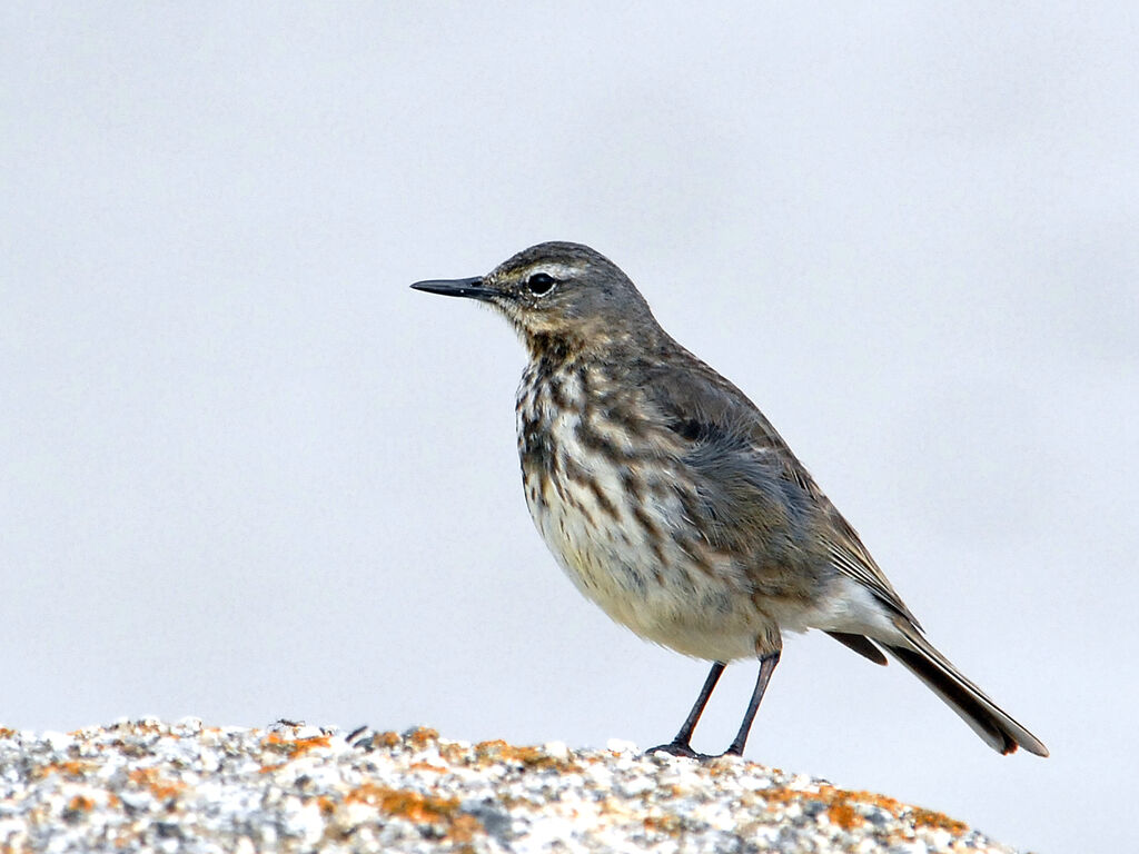 Pipit maritime, identification