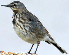 Eurasian Rock Pipit