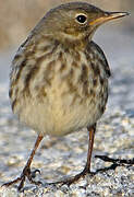 Eurasian Rock Pipit