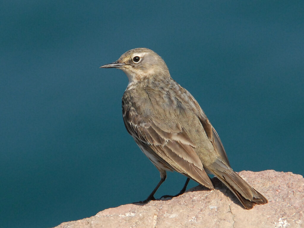 Pipit maritime, identification