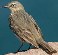 Eurasian Rock Pipit