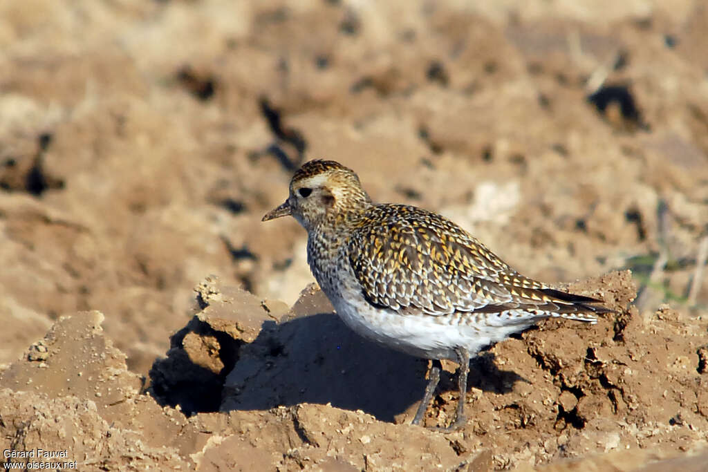 European Golden Ploveradult post breeding, identification