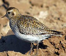 European Golden Plover