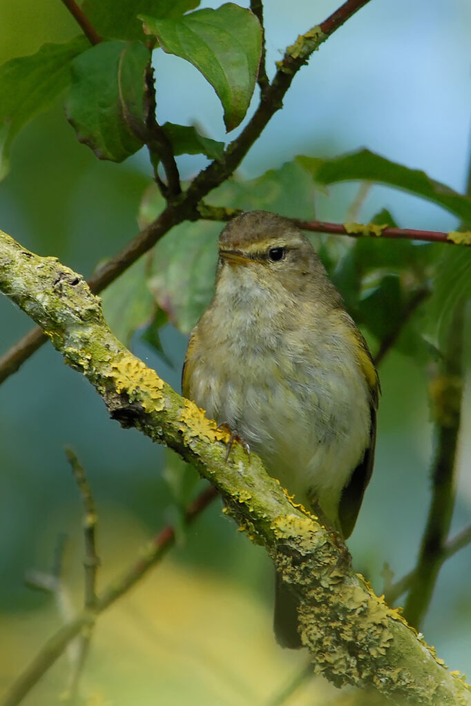 Pouillot fitisadulte, identification