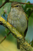 Willow Warbler