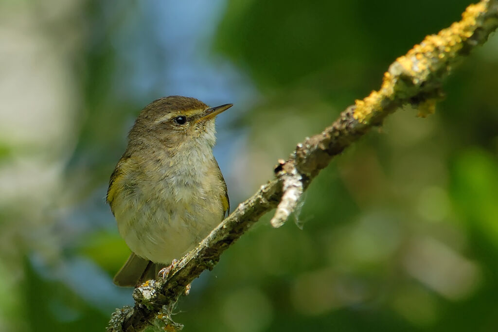 Pouillot fitisadulte, identification