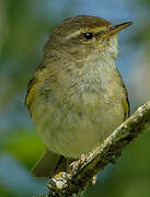 Willow Warbler