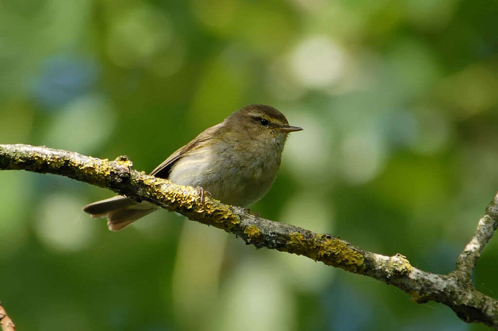 Pouillot fitisadulte, identification