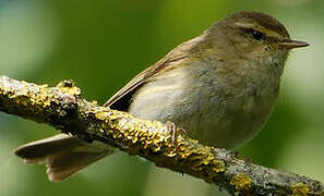 Willow Warbler