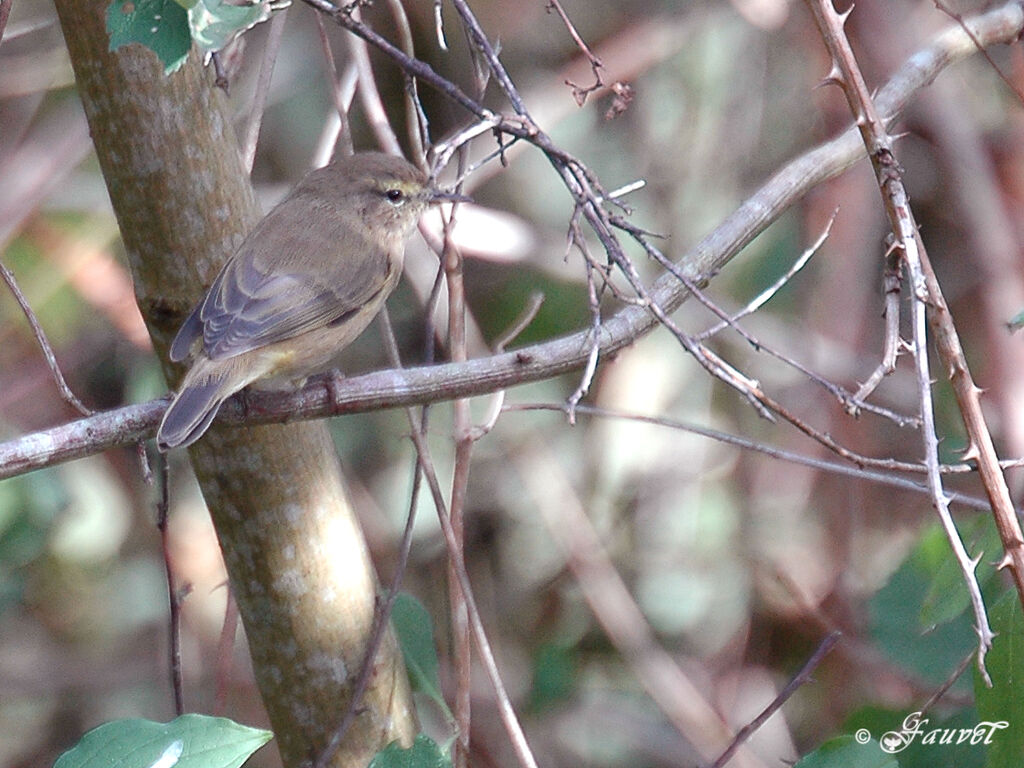 Common Chiffchaff