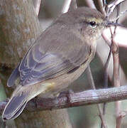 Common Chiffchaff