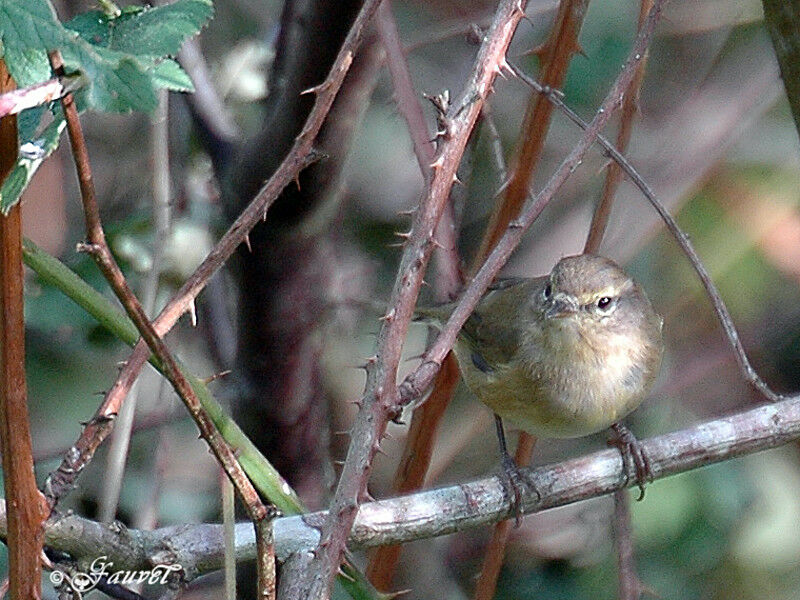 Common Chiffchaff