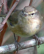 Common Chiffchaff