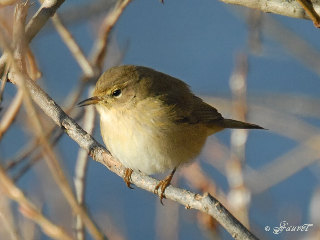 Common Chiffchaff