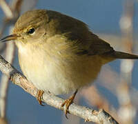 Common Chiffchaff