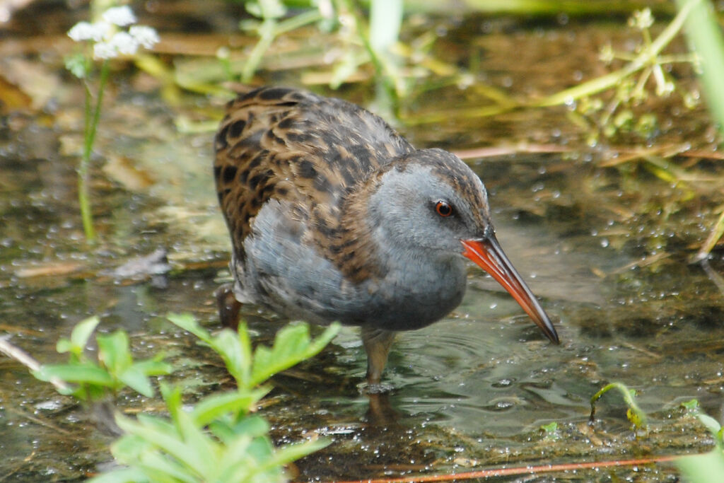 Râle d'eauadulte, identification