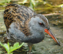 Water Rail