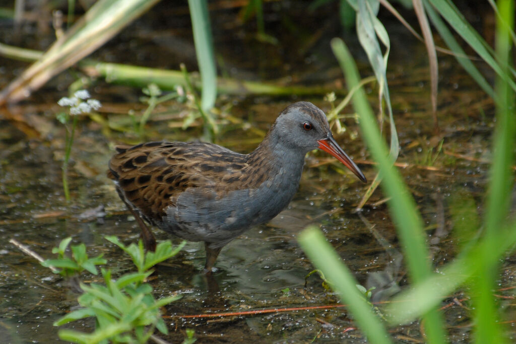 Water Railadult, identification