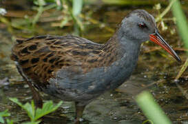 Water Rail