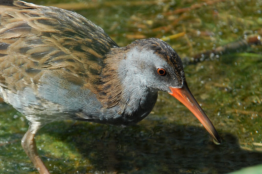 Râle d'eauadulte, identification