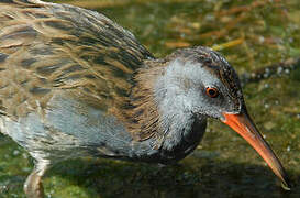 Water Rail