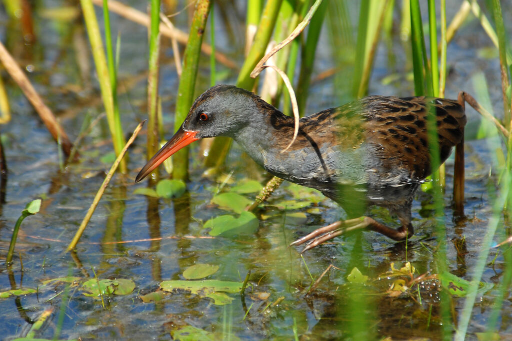 Râle d'eauadulte, identification