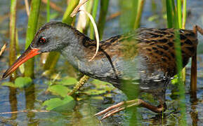 Water Rail