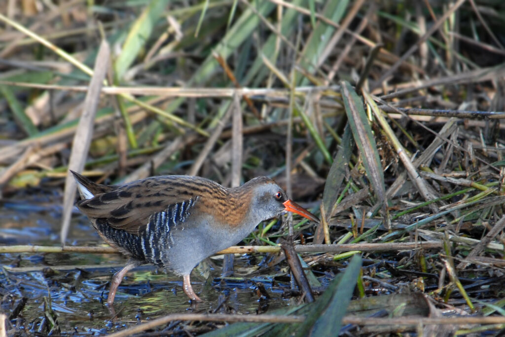 Water Rail, identification