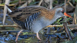 Water Rail