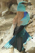 European Roller