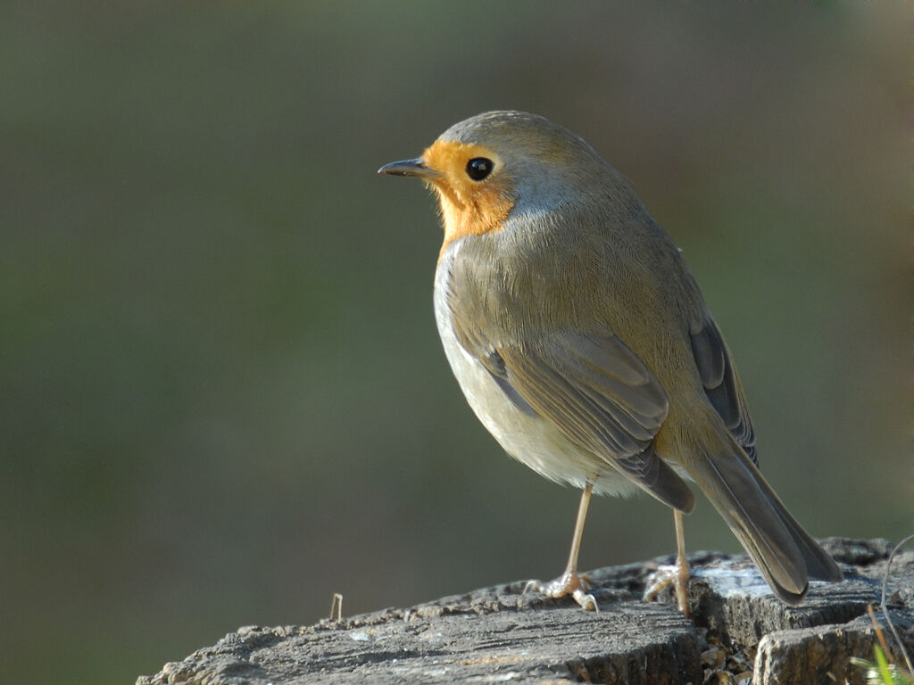 European Robinadult post breeding