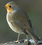 European Robin