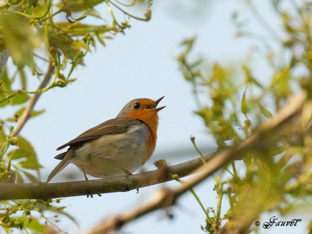 European Robin male adult