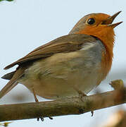 European Robin