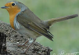 European Robin