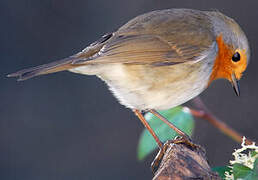 European Robin