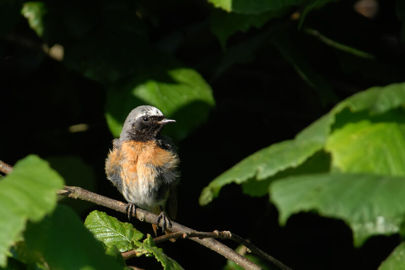 Common Redstart, identification